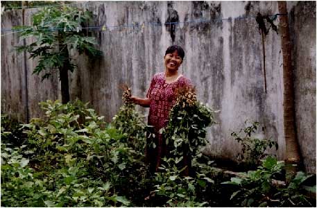 Ibu Tari harvesting peanuts - jpg - 31988 Bytes