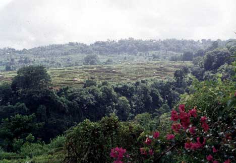 On the north side of Mt. Rinjani, the tallest volcano in Indonesia at 3,726 meters. - jpg - 23257 Bytes