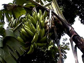 Our first banana crop. -  jpg - 18765 Bytes