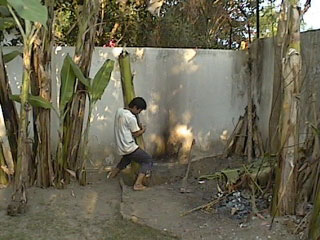 Planting banana trees. - jpg - 27678 Bytes