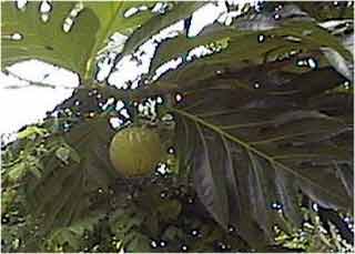 Breadfruit or sukun - jpg - 9867 Bytes